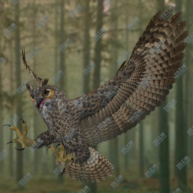 images/goods_img/202105073/Bubo Virginianus 'Great Horned Owl'/2.jpg